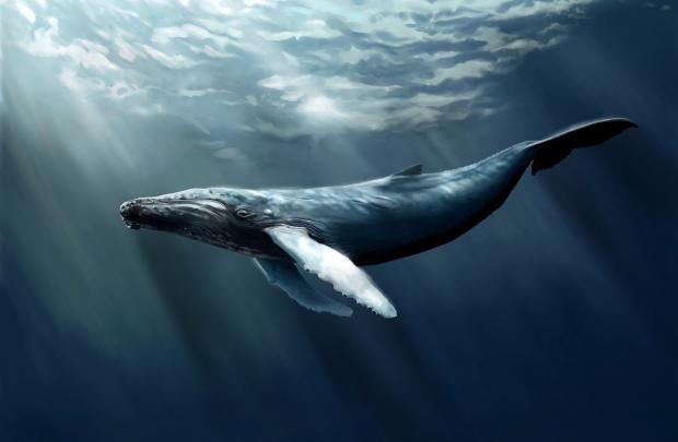 Blue Whale Wallpapers Backgrounds