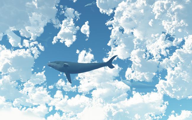 Blue Whale Wallpaper (60+ images)