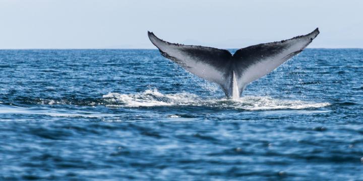 Blue Whale Wallpapers Images Photos Pictures Backgrounds