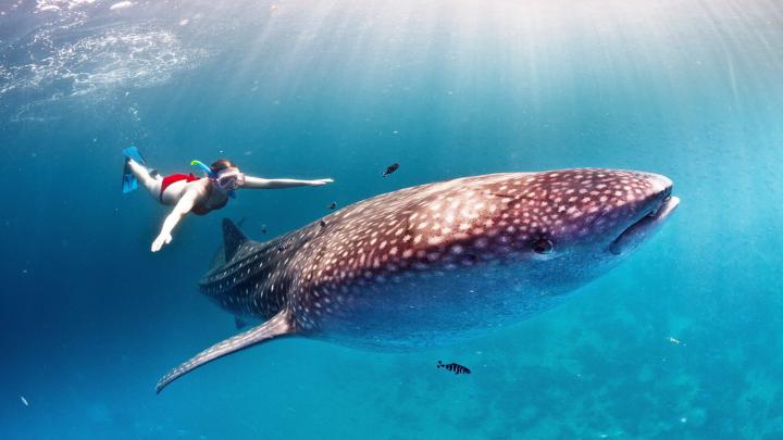 Whale Wallpapers for Desktop (57+ images)