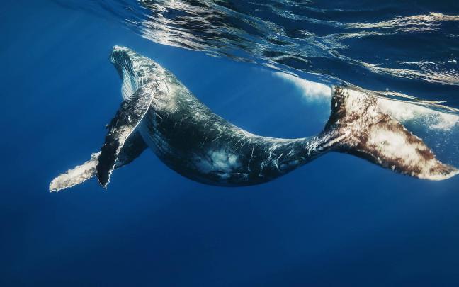 Blue Whale Wallpapers