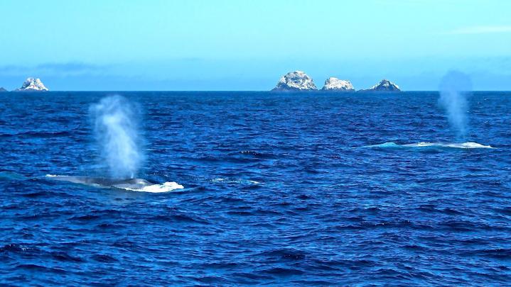 Blue Whale Wallpapers Backgrounds