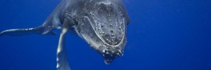 blue whale underwater - HD Desktop Wallpapers
