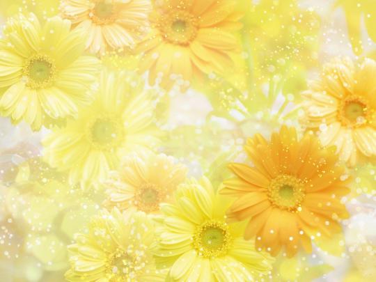 HD Wedding Backgrounds