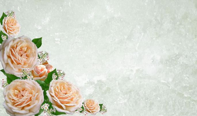peach-colored roses wallpaper, greeting card, flower, wedding, desktop 