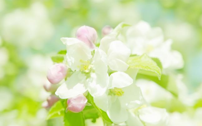 Desktop Bright HD Wallpapers