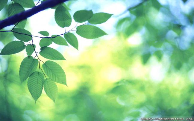 Bright Desktop Wallpapers