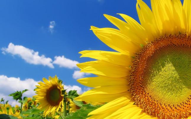 sky, Bright, Yellow, Sunflowers, Clouds, Color, Summer, Field 