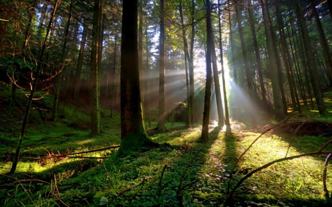 branches bright Scent Of Hope \u2013 Nature Forests HD Desktop Wallpaper