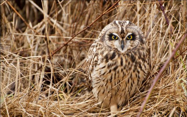 owl camo wallpaper - HD Desktop Wallpapers