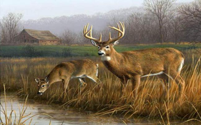 Hunting Realtree Wallpaper Desktop, Best Wallpaper - Deer Drinking From 
