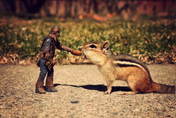 Star Wars, Chipmunks, Chewbacca Wallpapers HD \/ Desktop and Mobile 