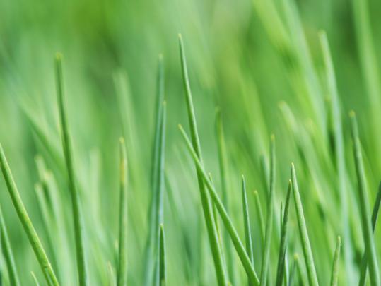 Chive Tips - Desktop Wallpaper