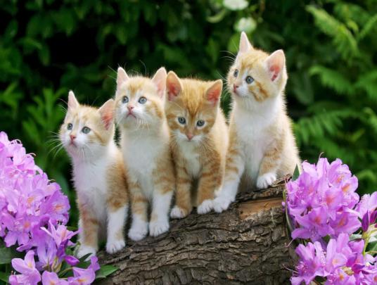 Cute Kitten Wallpaper For Desktop ~ WallpaperYork | Brows your 