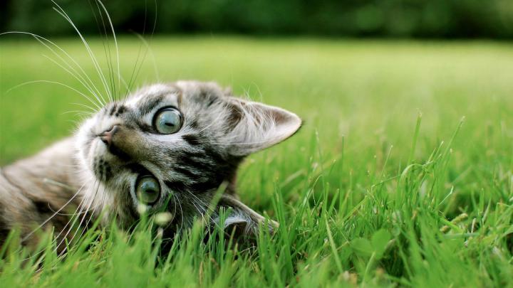 Cute Kitten Desktop Wallpaper (60+ images)