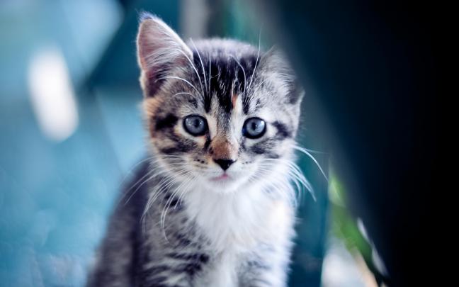 Kitty Cat Desktop Wallpaper (64+ images)