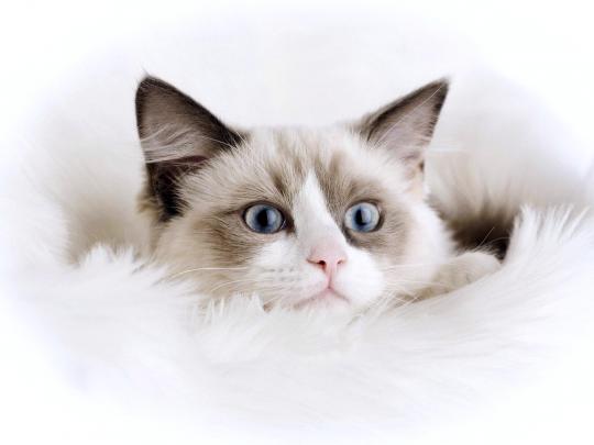 Cute White Cat Full Wallpapers HD \/ Desktop and Mobile Backgrounds