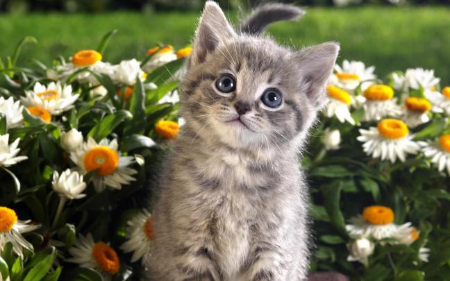 Cute Cat HD Desktop Wallpaper | Best HD Desktop Wallpapers