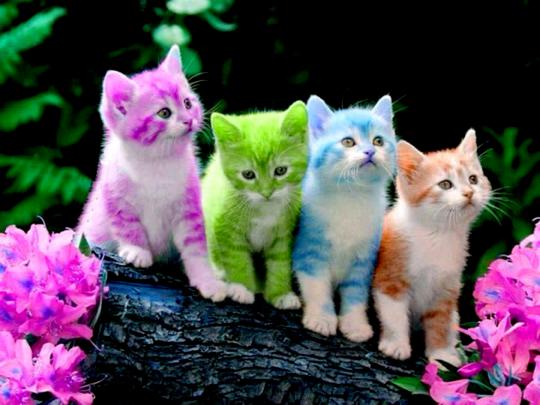 Cute Kitten Wallpapers \u00b7\u2460 