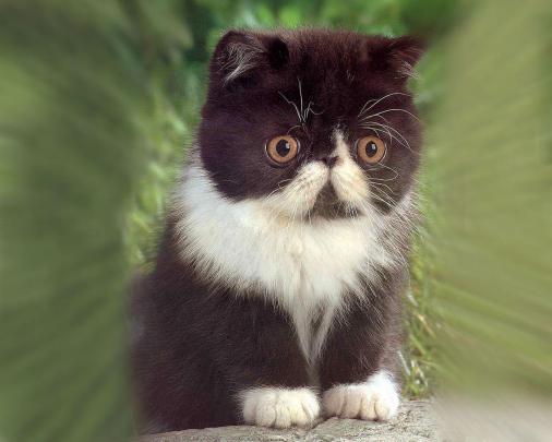 Cute Kitten Desktop Wallpapers