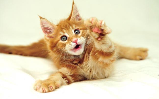 cute cat wallpaper download - HD Desktop Wallpapers