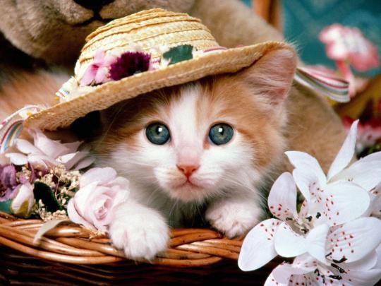 Cute Cat Backgrounds
