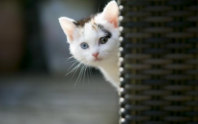 Funny Cat Wallpapers for Desktop (69+ images)