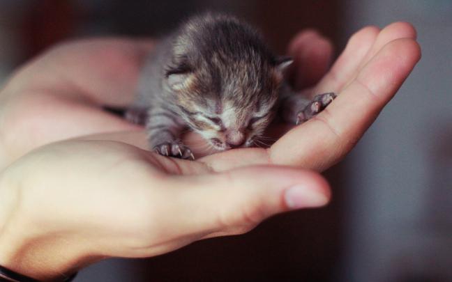 kitten very cute images | HD Desktop Wallpapers