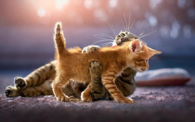 cute kittens cat animal 4k - Freshwidewallpapers.com \u2022 4K 5k 8k HD 