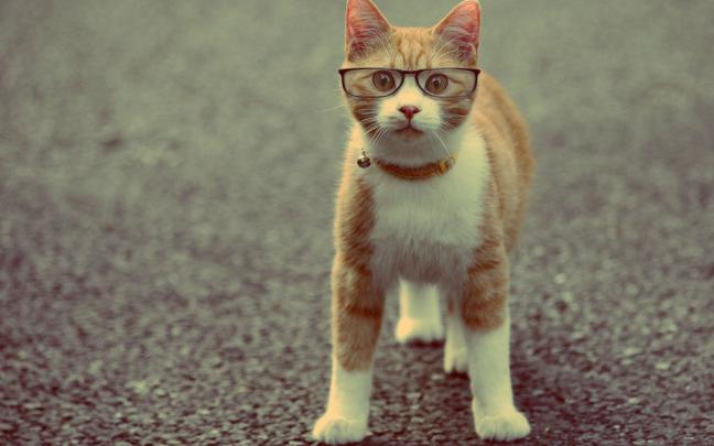 Cute Cat Backgrounds \u00b7\u2460 