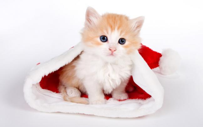 cute cat wallpaper desktop |Funny Animal