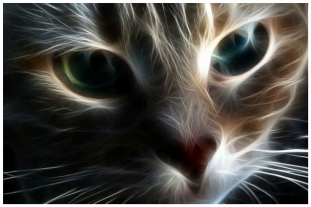 Weird Wallpaper Center: Cat Desktop Wallpaper | Full HD Cute Kitty 