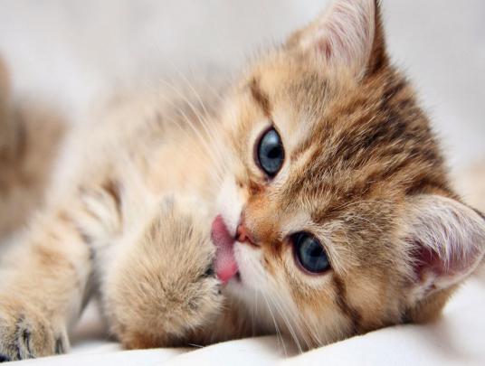 Cute Kitten Wallpaper For Desktop ~ WallpaperYork | Brows your 