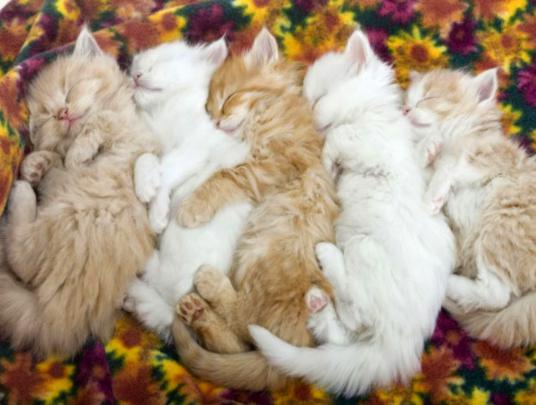 Cute Kitten Wallpaper For Desktop ~ WallpaperYork | Brows your 
