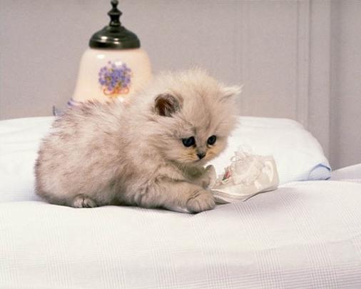 cute cat wallpaper |Funny Animal