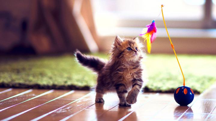 Cute Kitten Wallpaper (64+ images)