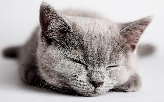 kitten cute adorable - HD Desktop Wallpapers