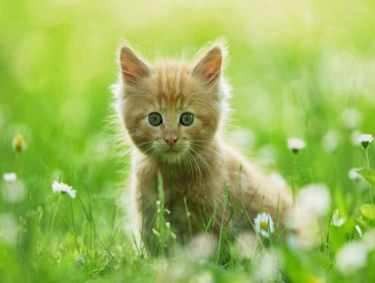 Cute Kitten Wallpaper For Desktop ~ WallpaperYork | Brows your 