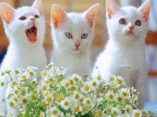 30 Cute And Lovely Cat Wallpapers For Desktop Desktop Background