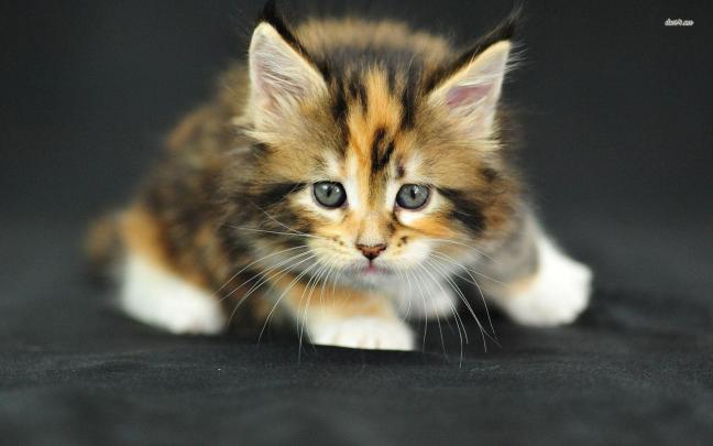 Cute Kitten Pictures Wallpapers