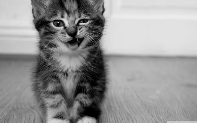 Cute Kitten Wallpapers Those Can Make Your Day Instantly - Let Us Publish