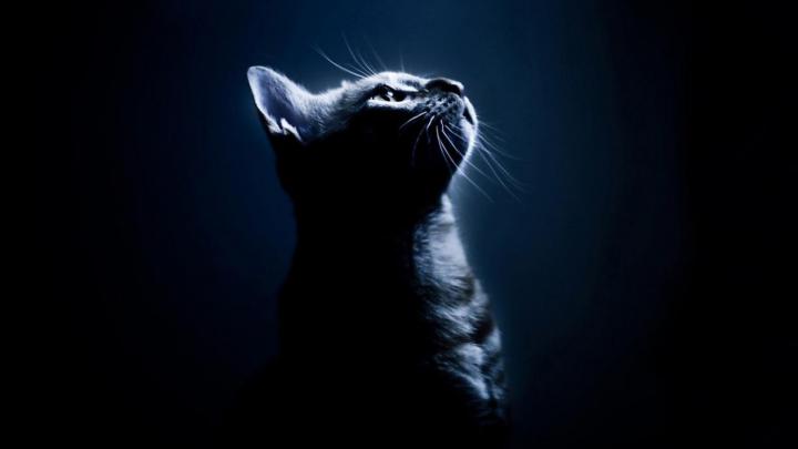 Funny Cat Desktop Wallpaper (66+ images)