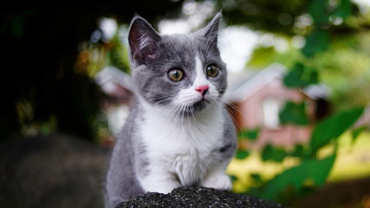 Desktop wallpaper cute, baby animal, kitten, feline, hd image, picture 