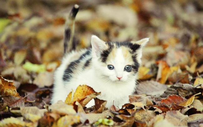 Kitten Wallpapers (68+ images)