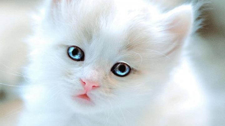 Free Cute Kitten Wallpapers