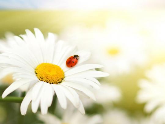 Daisy Wallpaper Backgrounds
