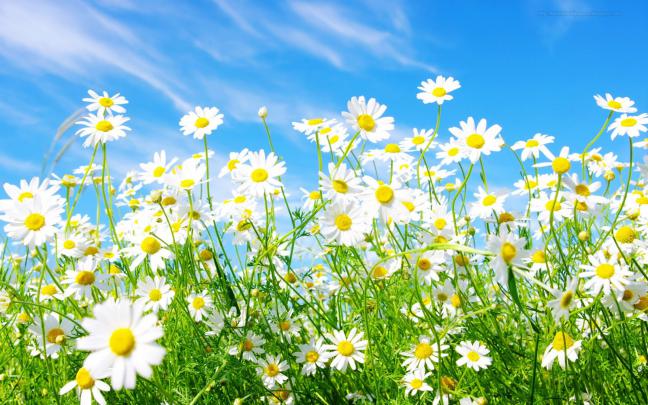 Daisy wallpapers hd - Free Wallpaper