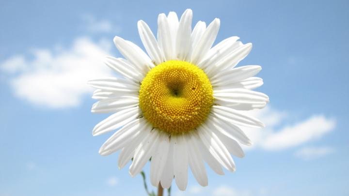 Daisy Wallpapers HD