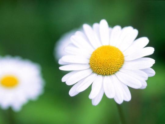 Daisy Wallpapers