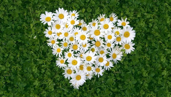 Desktop Daisy HD Wallpapers